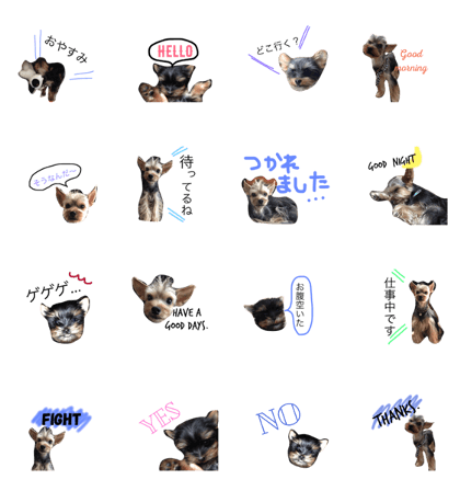 dogs.yokie dogs.yokie