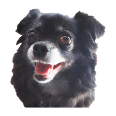 hiyori_20210527191001