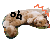 red tabby cat named nutmeg red tabby cat named nutmeg