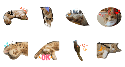 red tabby cat named nutmeg red tabby cat named nutmeg