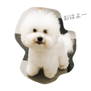 My Bichon Frise My Bichon Frise