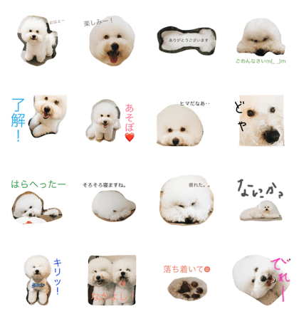 My Bichon Frise My Bichon Frise