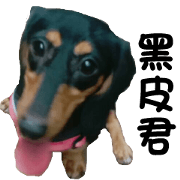 Sausage dog 02 Sausage dog 02