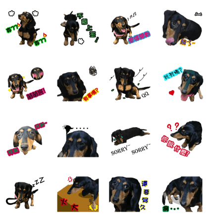 Sausage dog 02 Sausage dog 02