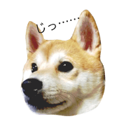 moco moco mocota moco moco mocota