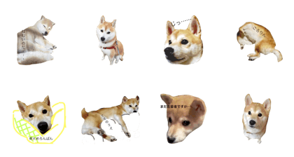 moco moco mocota moco moco mocota