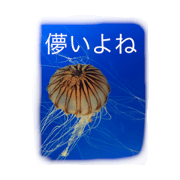 fish animal land fish animal land