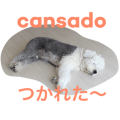 Sheep Dog(Japanese/Portuguese)