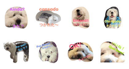 Sheep Dog(Japanese/Portuguese) Sheep Dog(Japanese/Portuguese)