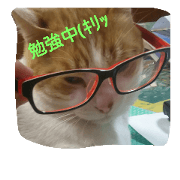 Tart and Milk's daily life. Tart and Milk's daily life.