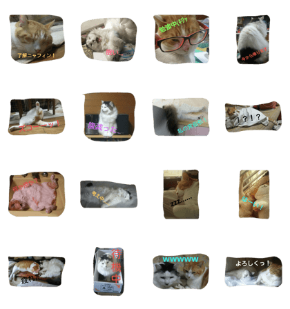 Tart and Milk's daily life. Tart and Milk's daily life.