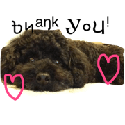 Black Toy-poodle