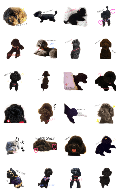 Black Toy-poodle
