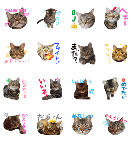 Rudolf the cat 2 Rudolf the cat 2