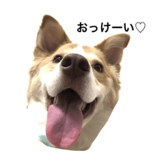 dog&hamustar
