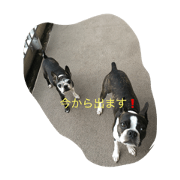 bostonterrier  MAX&karen