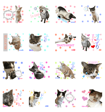 Cute cute cats of my home