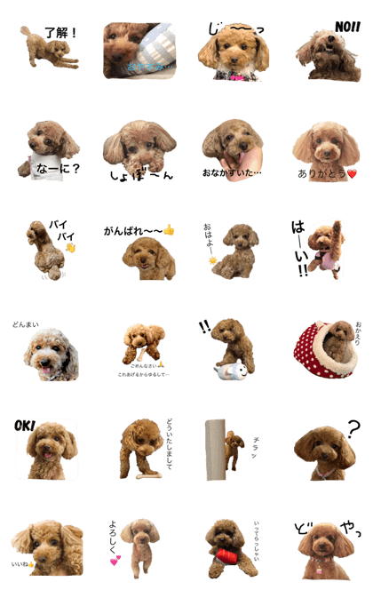 toypoodlecoco toypoodlecoco