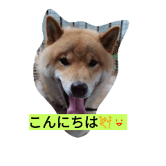 shiba nippar