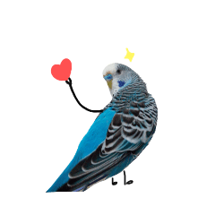 吃可愛長大的鸚鵡們！