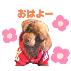 mamipon