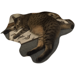 chat TARO qui a long corps