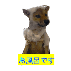 my siba-chan