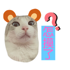 兩隻貓和小夥伴們