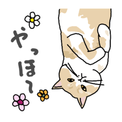 Cute cat & greeting (Japanese)