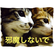 cat reply