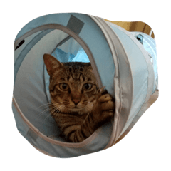 Cats daily (2)