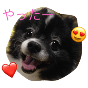 Leon is Pomeranian