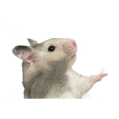 satoshi_20210527225114