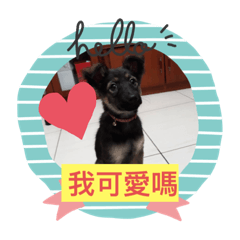寶妹狗狗