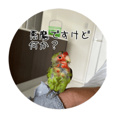 鳥 Lineクリエイターズスタンプまとめ Stamplist 鳥 Lineクリエイターズスタンプまとめ Stamplist