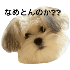 My dog is Himechan