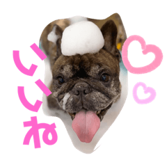 puku_20210528025420