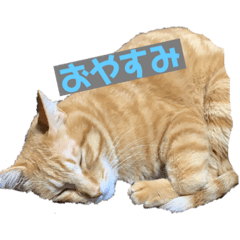MImi_20210528072218