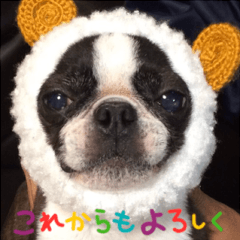 Boston terrier Peach