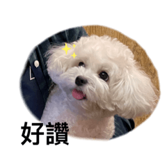 Yuki的生活表情包