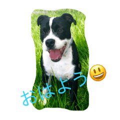 マッチョ犬mapの面白スタンプ Line スタンプ Line Store