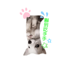 嘎生活用的語言