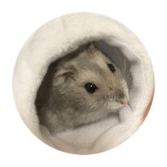 cherry_20210528174807