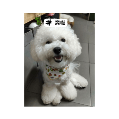 比熊犬可愛圓寶寶