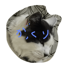 my cat boy