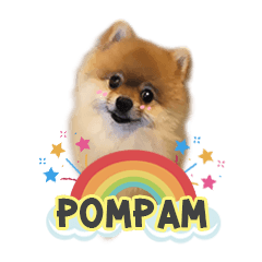 Pompam Pomeranian