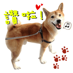 Tzu Yi 狗狗-Happy Life
