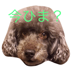 ["my dog "mon""]