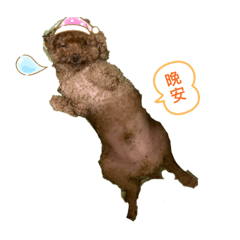 貴賓麻糬日常。