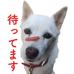 White mongrel dog sticker.